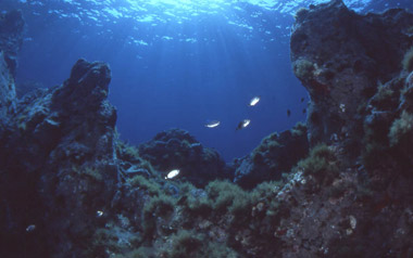 Fotografia subaquea